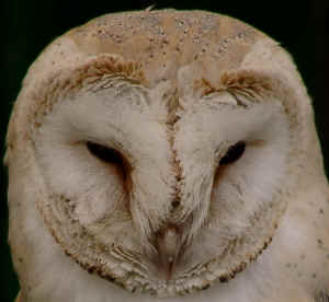 Barn Owl Sounds