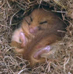 Dormouse, Muscardinus avellenarius