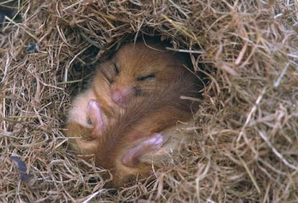 Hibernating Dormouse, Muscardinus avellenarius