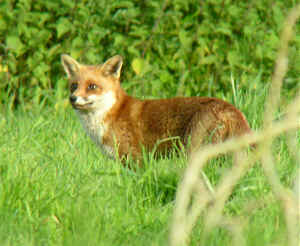 Fox, one of the main predators of young hares (leverets)