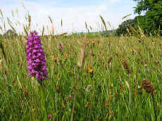 Agricultural grasslands of many different kinds.