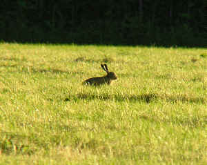 Brown Hare