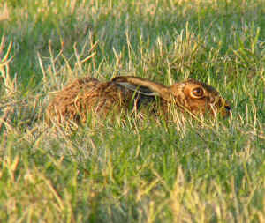 A Brown Hare crouched down in its form.