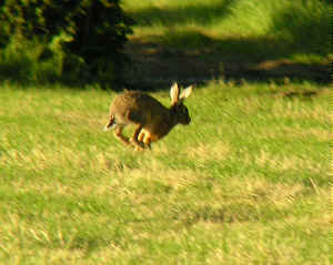 A Brown Hare 'loping' along.