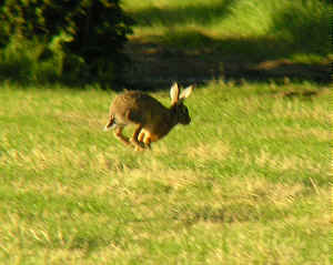 En brun hare 'lunter' af sted.