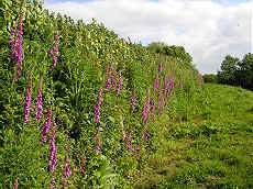 Foxgloves grow along the sides of the tall earth bank which forms the base of the hedgebank.