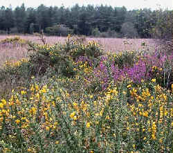 Heathland habitat