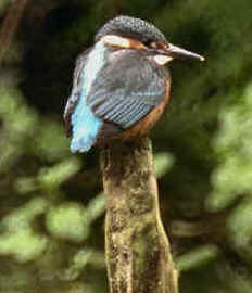 Kingfisher