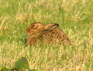 A leveret