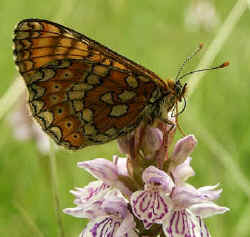 Marsh Fritillary Butterfly