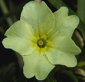 Pin-eyed Primrose flower