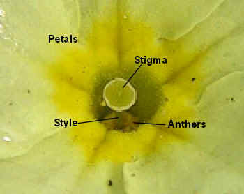 The Central part of the Pin-eyed Primrose flower showing flower parts.