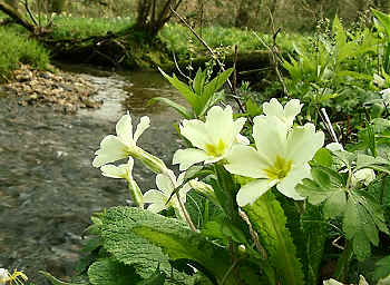 Primroses growing on a streambank.