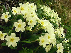 Primroses on a Devon Hedgebank