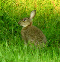 Un lapin sauvage