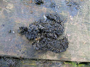 Otter spraint contains the bony remains of its food.