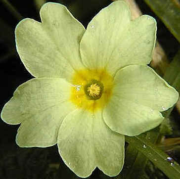 Thrum-eyed Primrose Flower