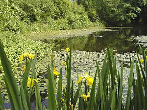 The Lake at the Woodland Education Centre is a favourite stop for Otters.