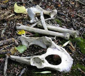 decomposition bones