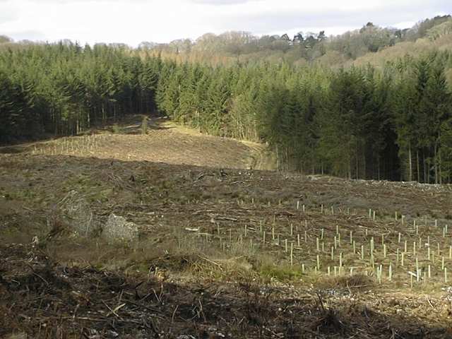 Coniferous Forest, Coppiced Woodland 