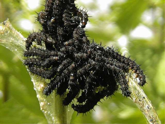 caterpilars