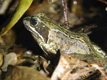 frog.jpg (72700 bytes)