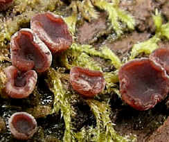 What are the three types of fungi?