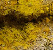 crustose lichen