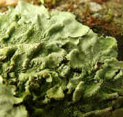 foliose lichen