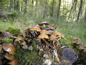 Why are fungi important?