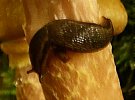 smalslug.JPG (7008 bytes)