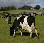 Grasses can tolerate quite high levels of grazing and trampling.