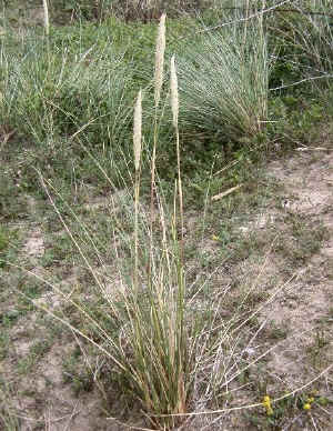 Marram Grass is a useful tool for stabilizing shifting sands.