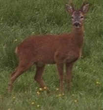 Grass forms much of the diet of Roe Deer.