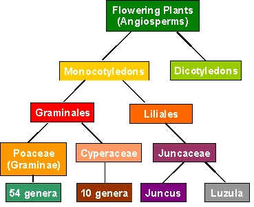Classification of Grasses
