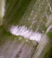 Ring of hairs at leaf blade/sheath junction
