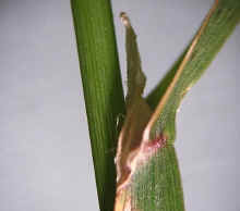 Membranous ligule