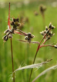 Woodrush plant, including the inflorescence.