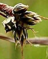 4 individual flowers of Woodrush. The brownsih outer scales are the tepals.