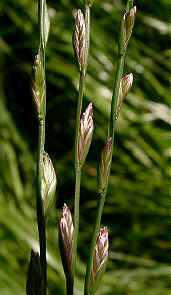 Rye Grass flower spikes