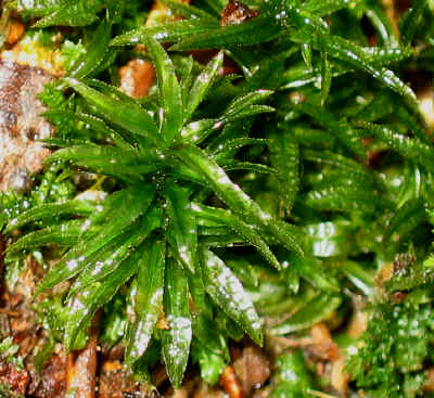 Atrichum undulatum