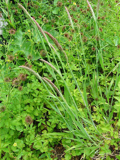 Yorkshire Fog Grass