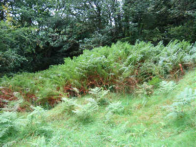 Bracken in section 1