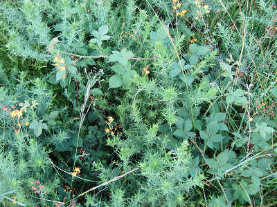 Bramble in amongst Gorse.