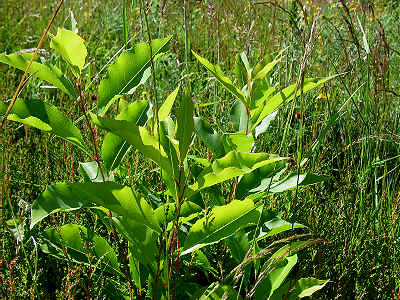 Cherry - Prunus sp.