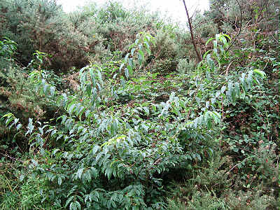 Young cherry tree in section 5.