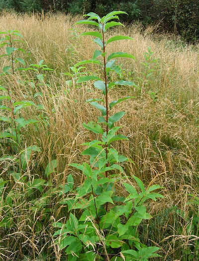 Cherry seedlings.