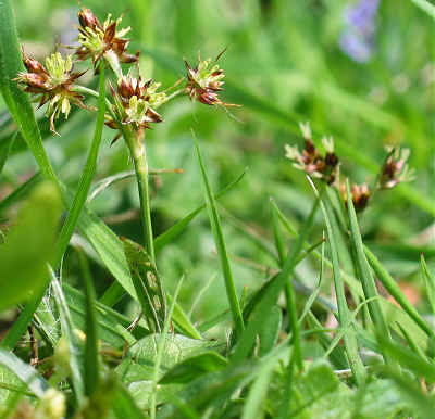 Field Woodrush