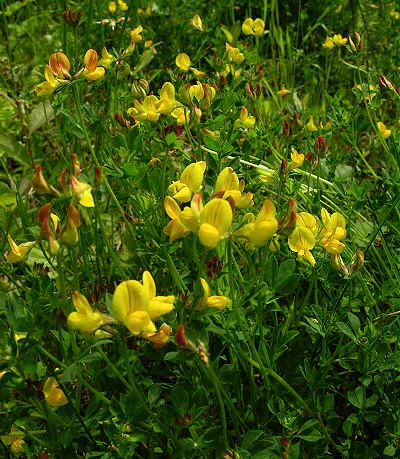 Greater Bird's-foot Trefoil.