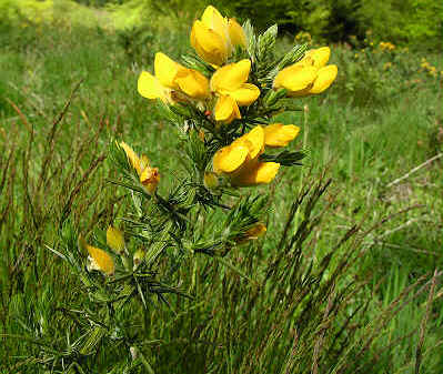 Gorse